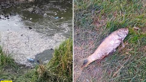 Річка перетворилася на могильник: на Волині назріває екологічна катастрофа (відео)