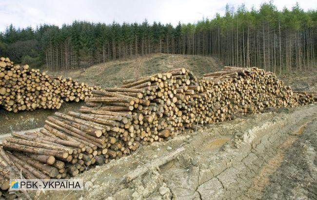 В Украине объем незаконных рубок лесов уменьшился на 34%