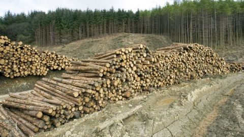 У Харківській області затримали лісників, які вирубали лісу на 6 млн гривень