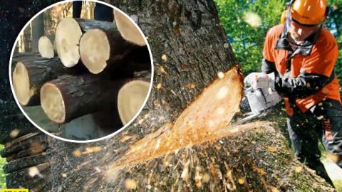 В центре Киева безжалостно рубят деревья (видео)