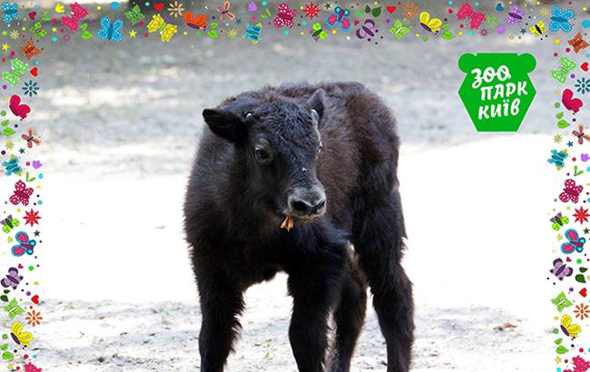 "Привет, Бобби": Киевский зоопарк пополнился малышом-яком