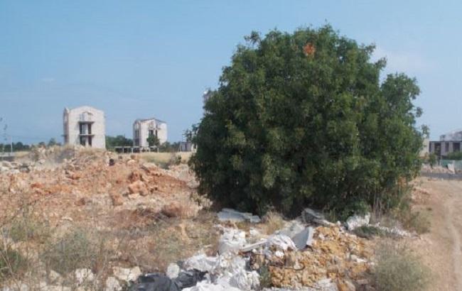 В Севастополе уничтожили уникальную рощу деревьев из Красной книги