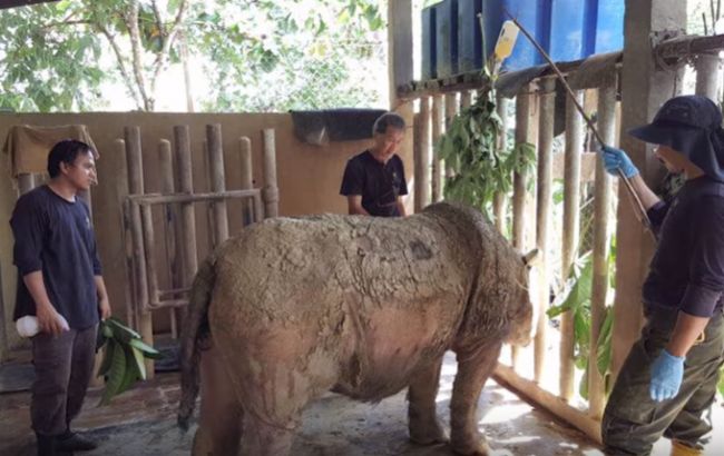 В Малайзии умерла последняя самка суматранского носорога