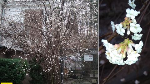 Рекордное потепление привело к аномалии во Львове: впечатляющие фото