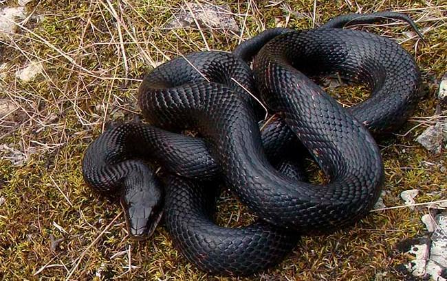 В Киеве гадюка укусила 17-летнего парня