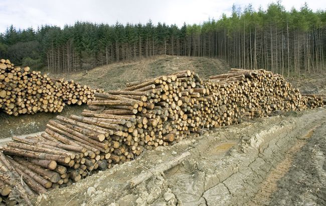 Чиновникам у Львівській області оголосили підозру через вирубку лісу на 2 млн грн