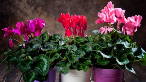 Енергетичні вампіри: ці кімнатні рослини не можна тримати вдома