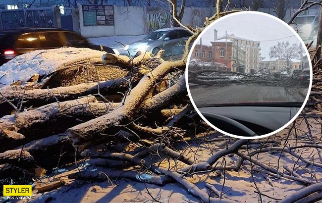 Деревья падают на авто: Полтава страдает от мощного снегопада