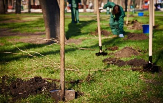 Минэнерго анонсировало массовую высадку деревьев в марте