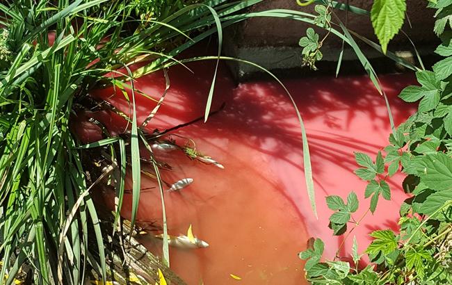 "Кривава" річка з мертвою рибою: з'явилося відео екологічної катастрофи під Києвом
