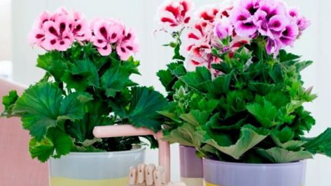 Эти комнатные растения приносят здоровье в каждый дом