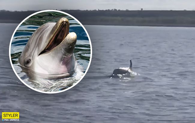Под Николаевым в реку заплыл краснокнижный дельфин: редкое видео