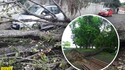 В Україні пронісся потужний ураган: валив дерева і розбив авто (фото)