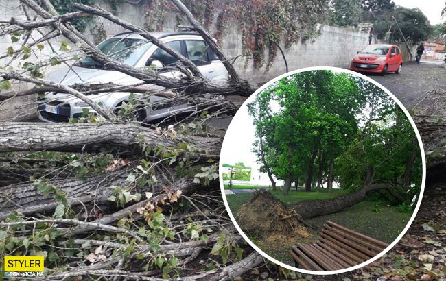 В Україні пронісся потужний ураган: валив дерева і розбив авто (фото)