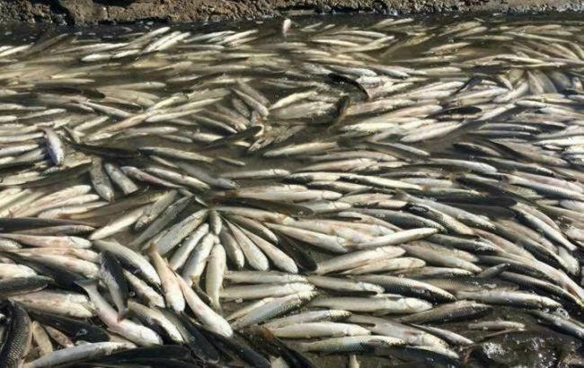Масовий мор риби зафіксували в Миколаївській області