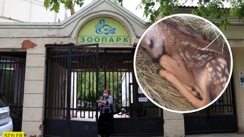 В Одесі жінка влізла в зоопарк, щоб допомогти пологах козулі: закінчилося це трагедією