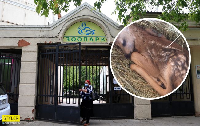 В Одесі жінка влізла в зоопарк, щоб допомогти пологах козулі: закінчилося це трагедією