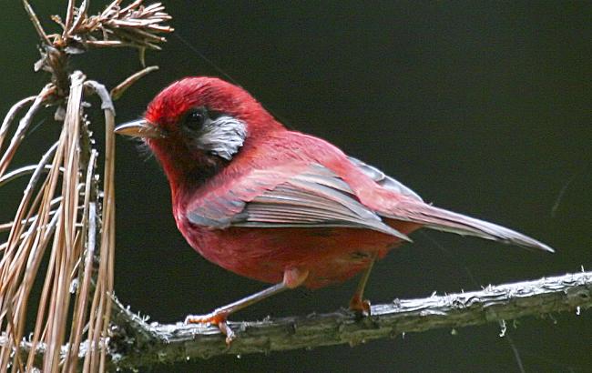 Погода на сьогодні: в Україні переважно без опадів, температура до +16