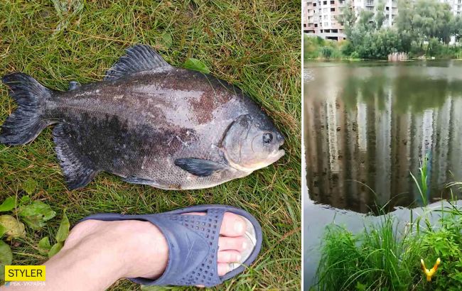 В Киеве рыбак выловил рыбу с человеческими зубами: фото "монстра"