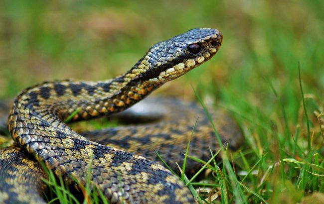 В Україні з початку року 36 людей постраждали від укусів змій