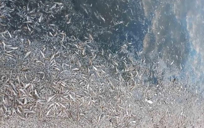 В Херсонской области зафиксировали массовый мор рыбы