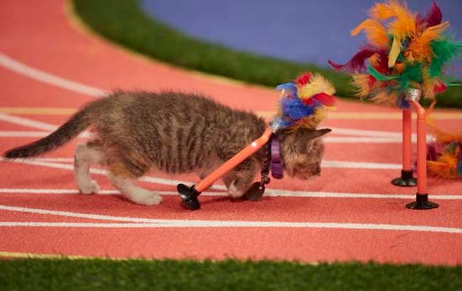 В США влаштували умилительную Олімпіаду для кошенят