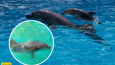 В Одеському дельфінарії народилося дельфінятко: неймовірно миле відео