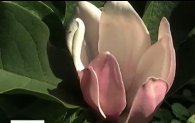 В Харькове в середине  августа зацвела магнолия