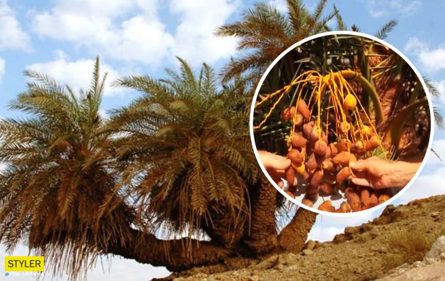Вченим вдалося виростити зниклу пальму з біблійних переказів (відео)