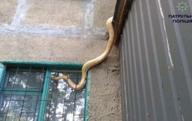 В Полтаве огромный питон выпал из квартиры