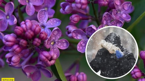 Настоящее новогоднее чудо: в Николаеве распустились майские цветы