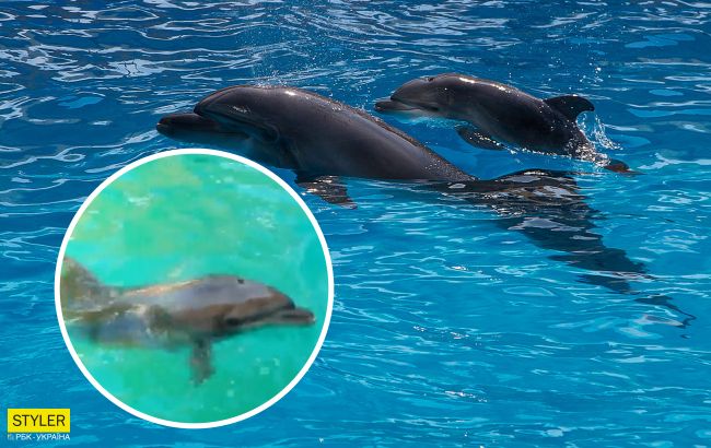 Страшные цифры: в Крыму за 2020 год выбросилось на берег рекордное количество дельфинов