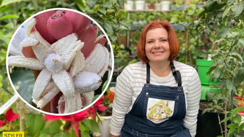 Українка виростила вдома незвичайні кольорові банани (фото)