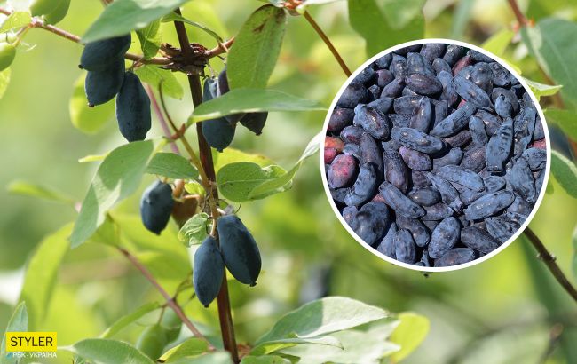 Експерт назвав найурожайніший сорт жимолості: майже 2 кг з куща!
