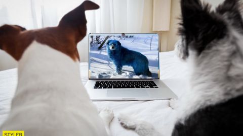 В России посинели собаки. В прямом смысле (фото)