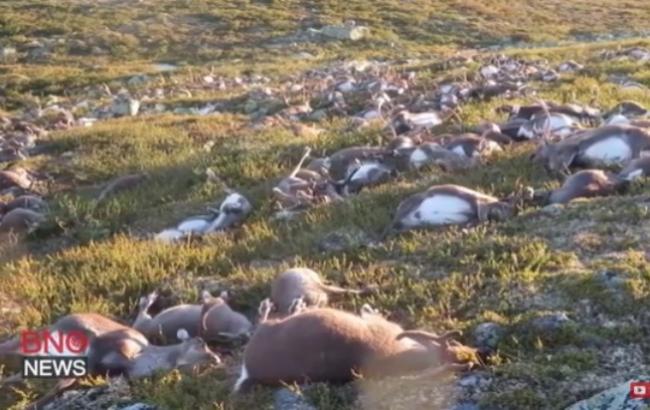 В Норвегии молния убила 300 оленей