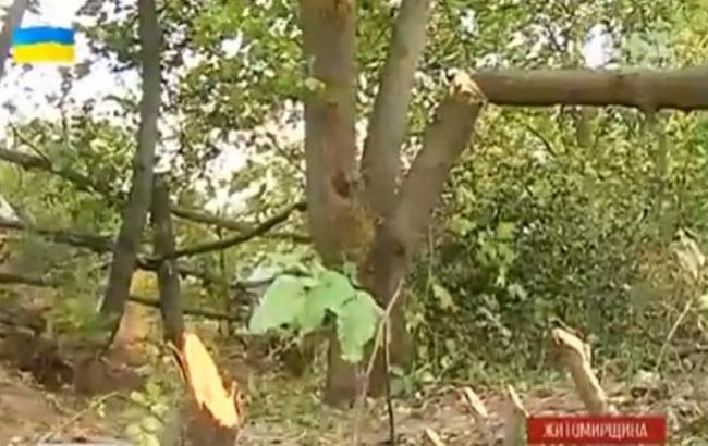 В Бердичеве старушка стреляла в соседа, пилящего деревья