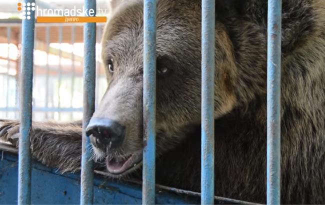 Закриття "зоопарку" в Дніпрі: волонтери шукають новий дім для тварин