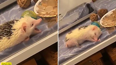 Видео с голодным и очень ленивым ежиком "разрывает" сеть. На этого милаху можно смотреть вечно!