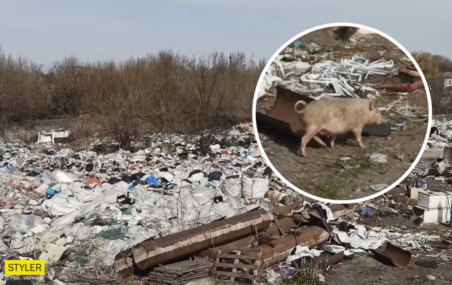 Под Киевом обнаружили огромную свалку, где бегают свиньи и лежат трупы животных