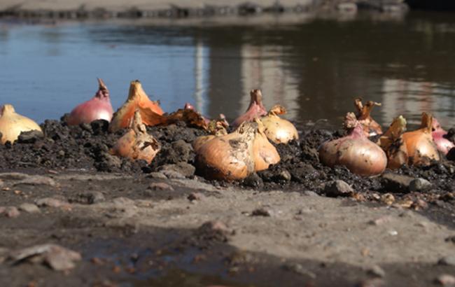 В российском городе начали высаживать лук прямо в огромных дорожных ямах