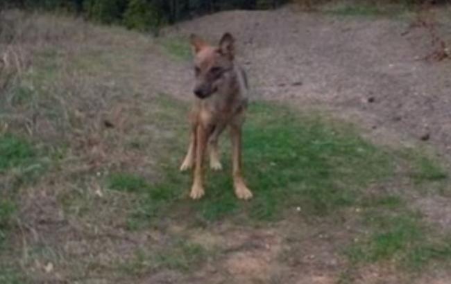 В обесточенной Алуште появились волки