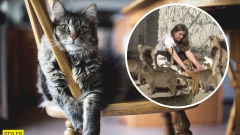 Украинка приютила у себя дома 70 котов: "сердце не выключишь" (видео)