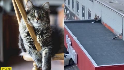 В Киеве спасли котиков на крыше супермаркета, несмотря на "нежелание сотрудников магазина"