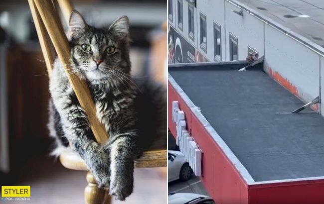 В Киеве спасли котиков на крыше супермаркета, несмотря на "нежелание сотрудников магазина"