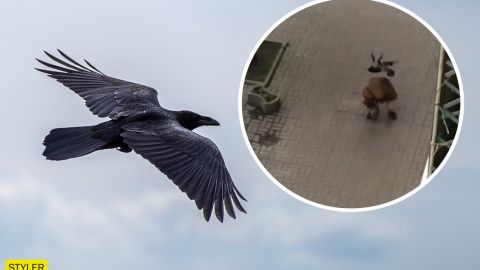 У центрі Києва ворони напали на чоловіка: відео стривожило користувачів мережі