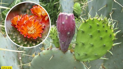 Під Херсоном ліс окупували "кактуси-прибульці": тепер ця краса цвіте