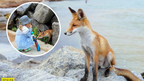 Під Одесою на пляжі оселилися лисиці, які не бояться людей: показали атмосферні фото