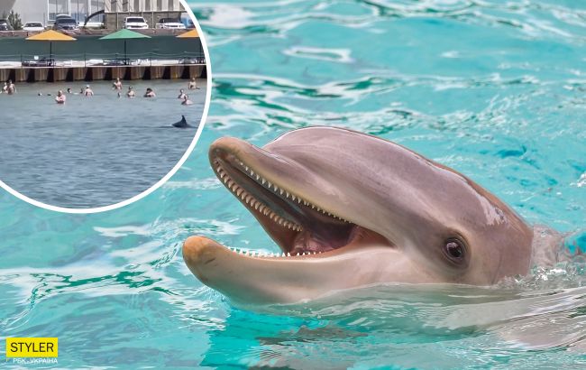 В Одесі на пляжі дельфіни плавали за метр від людей: відео дивовижного видовища