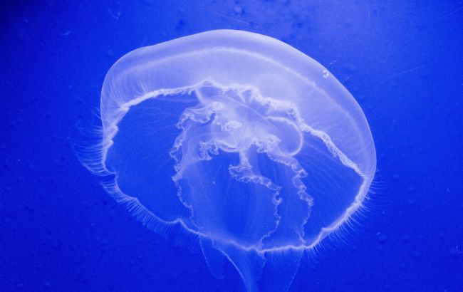 Нашестя медуз на українських курортах: чим це небезпечно і коли море стане чистим